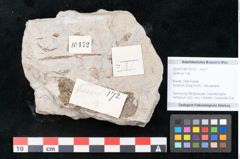 Foto (Objekt + Etikett) von Quercus sp. ? (NHMW-GEO-2024-0188-10172)